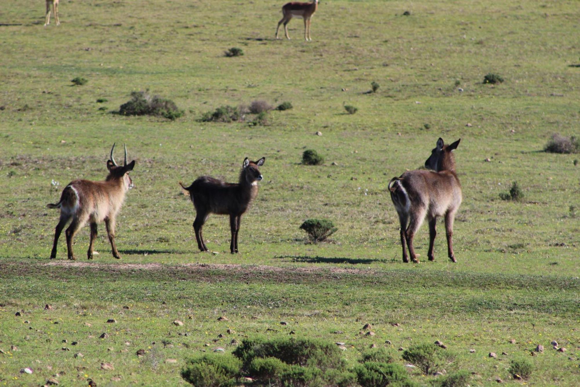 Hartenbos Private Game Lodge ภายนอก รูปภาพ