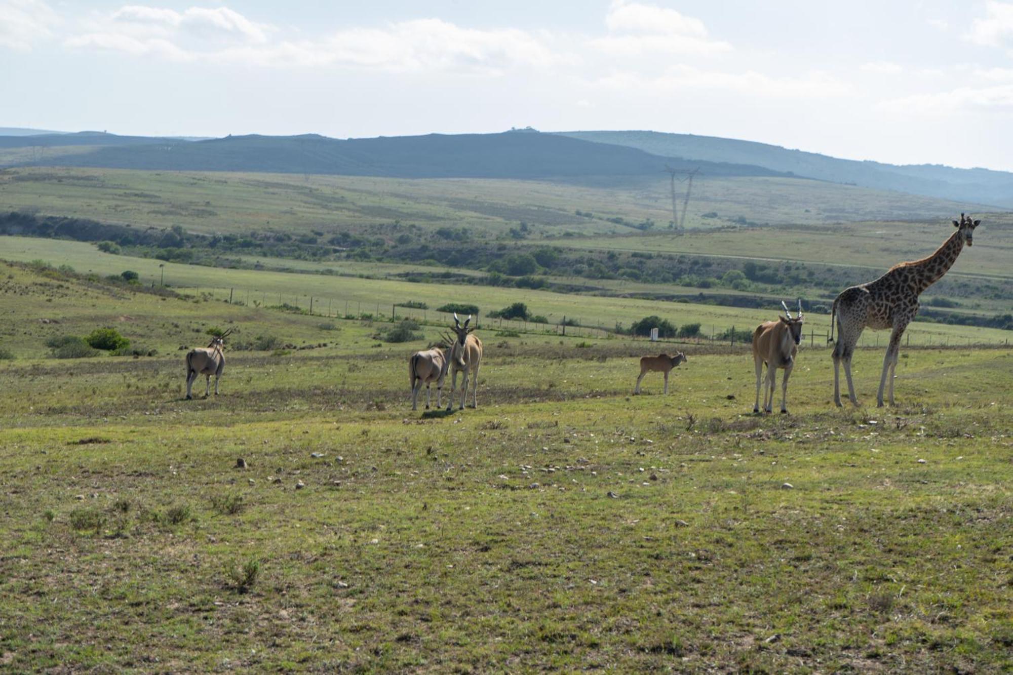 Hartenbos Private Game Lodge ภายนอก รูปภาพ