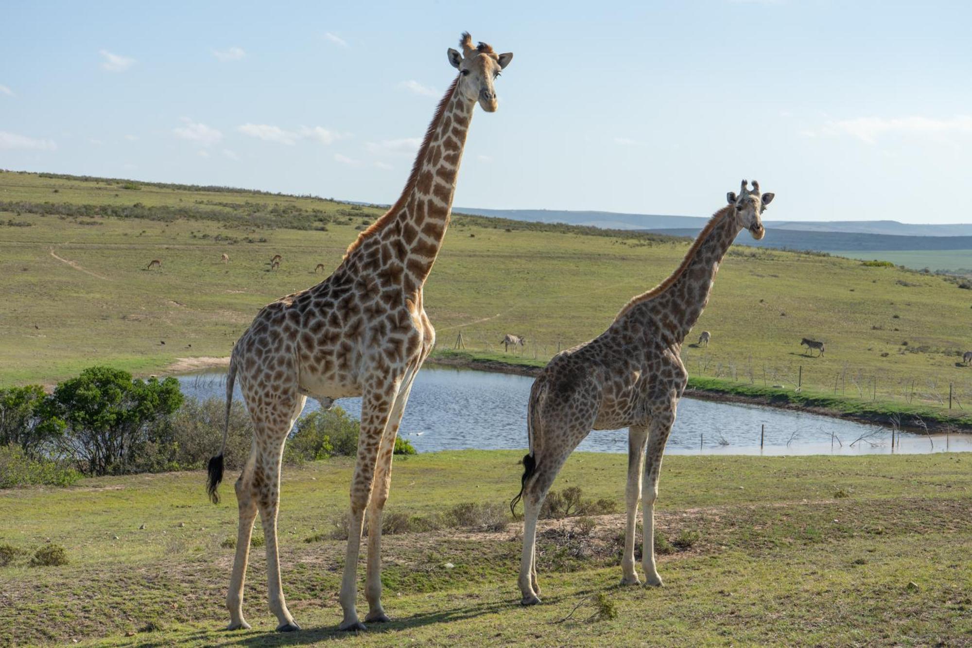 Hartenbos Private Game Lodge ภายนอก รูปภาพ