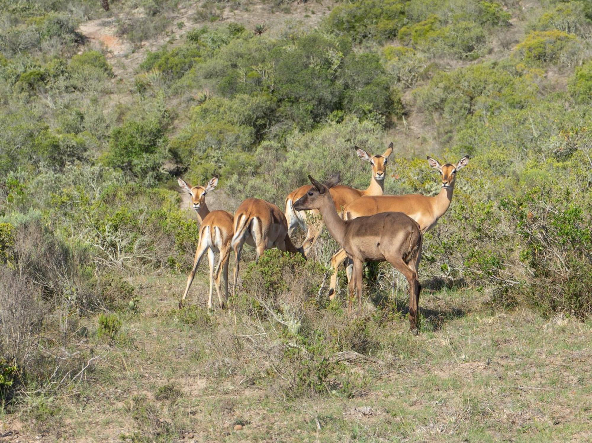 Hartenbos Private Game Lodge ภายนอก รูปภาพ