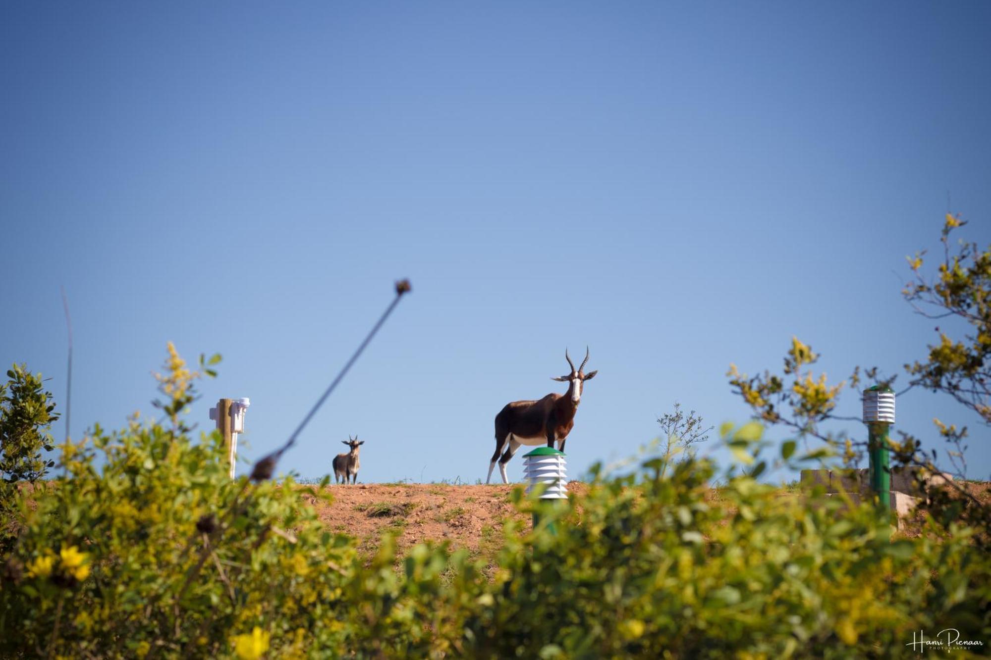 Hartenbos Private Game Lodge ภายนอก รูปภาพ