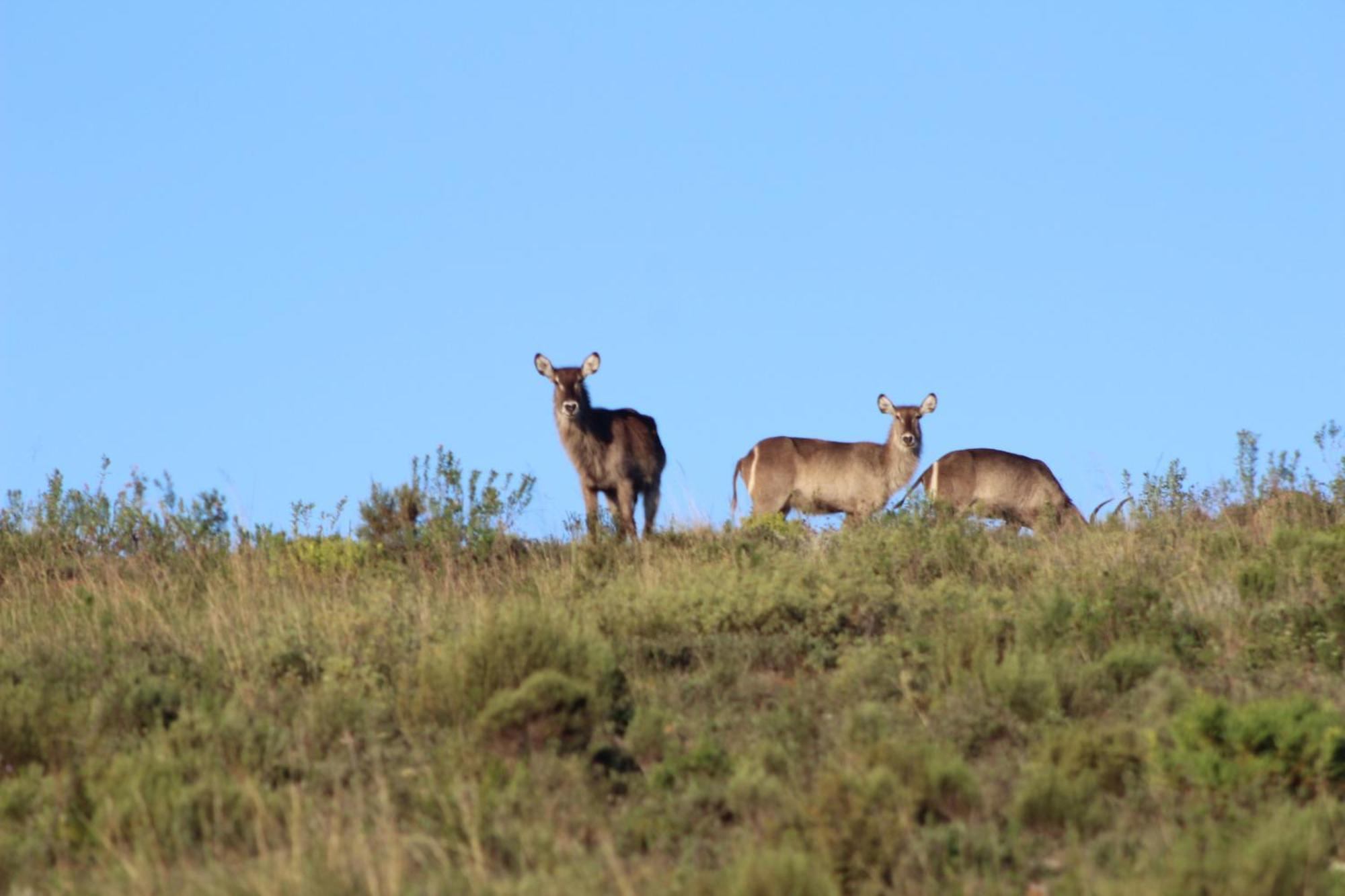 Hartenbos Private Game Lodge ภายนอก รูปภาพ