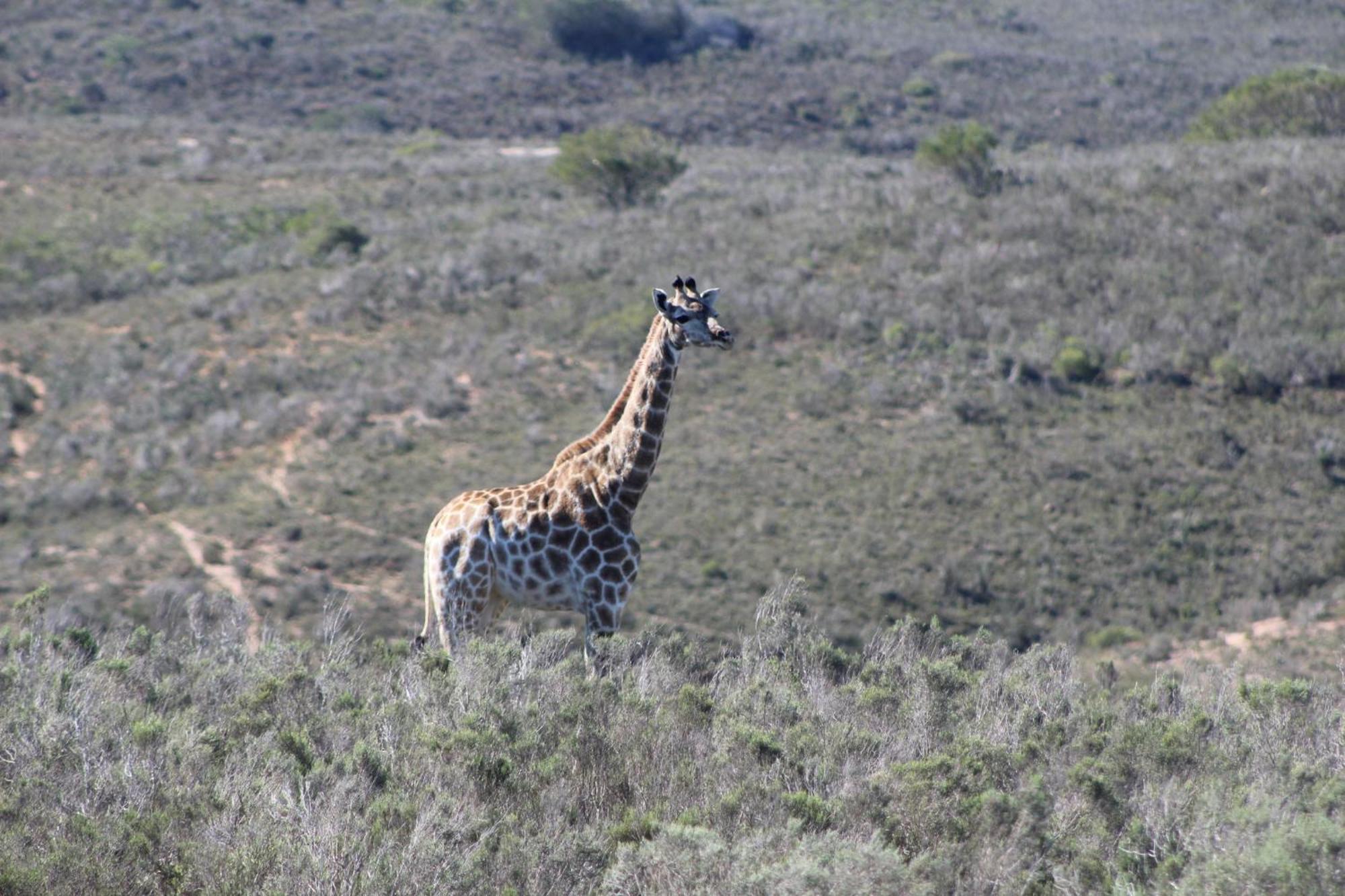 Hartenbos Private Game Lodge ภายนอก รูปภาพ