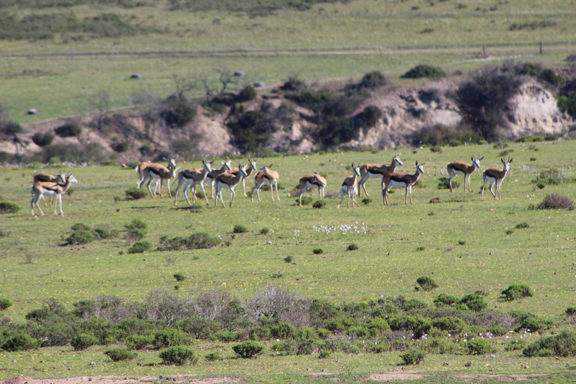 Hartenbos Private Game Lodge ภายนอก รูปภาพ